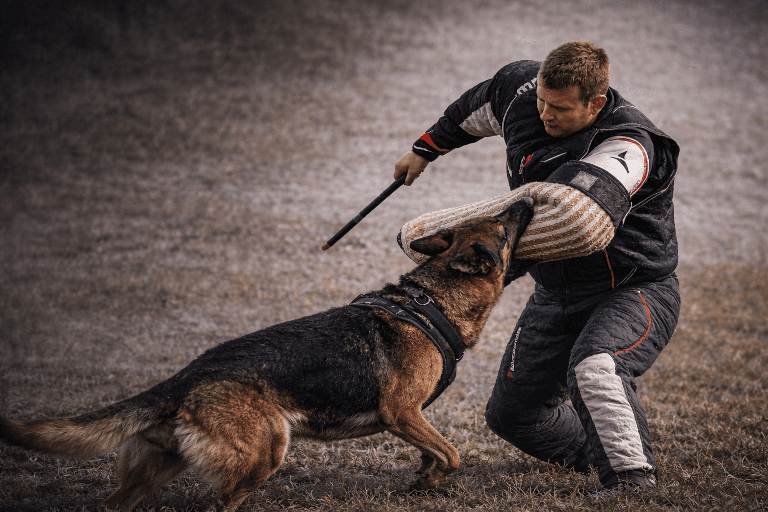 Addestramento sport cinofili BENDE